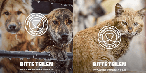 Mehr über den Artikel erfahren Spenden-Marathon für Tiere – wir sind dabei!
